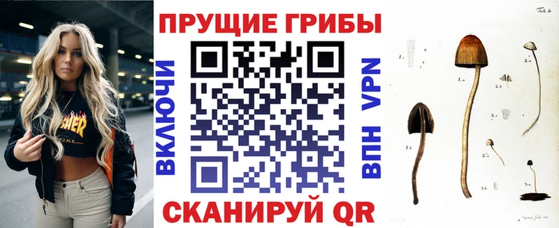 Псилоцибиновые грибы Psilocybe  Купить где  Кедровый 